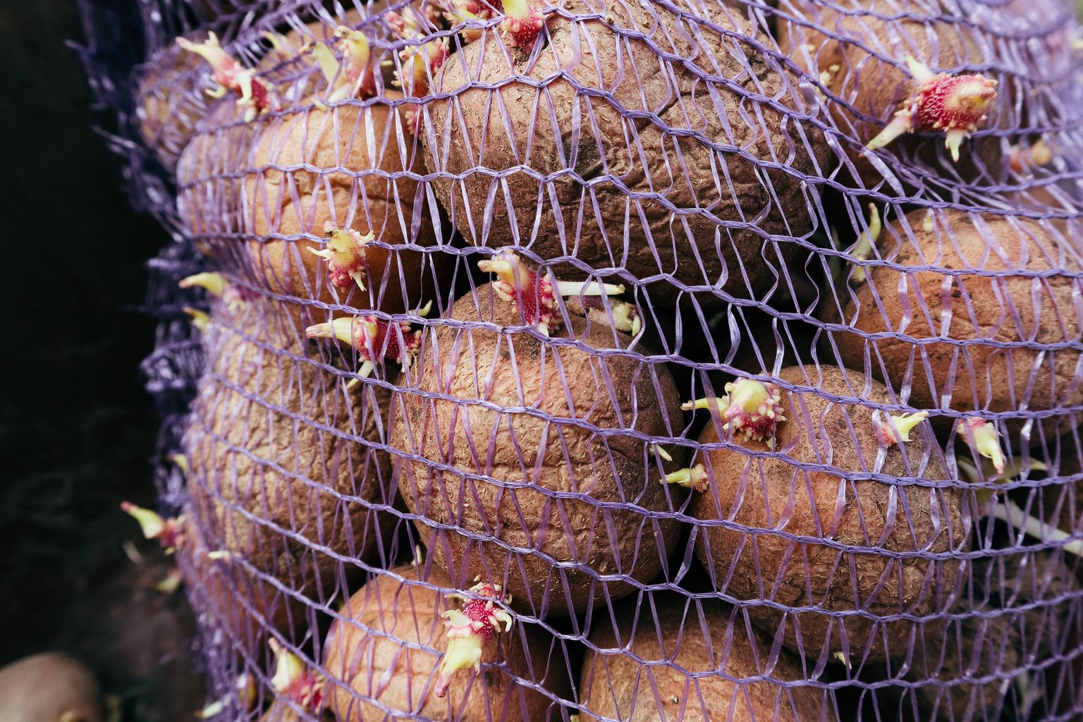 Kartupeļi ar asniem. Ilustratīvs attēls