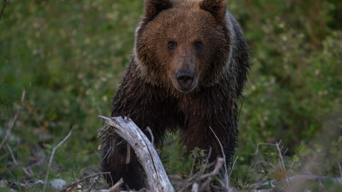 Заглянул в глаза смерти: в Тартумаа на фотографа напал медведь 