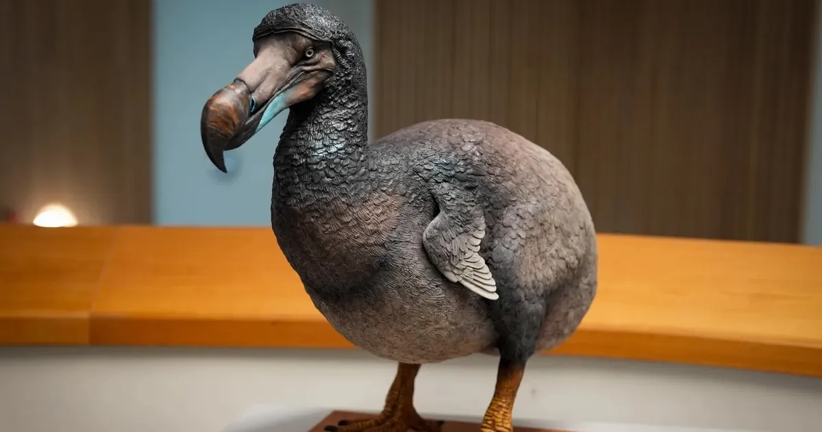 Dodo – primul organism care a fost aruncat din vasul de apă evolutiv de către oamenii moderni