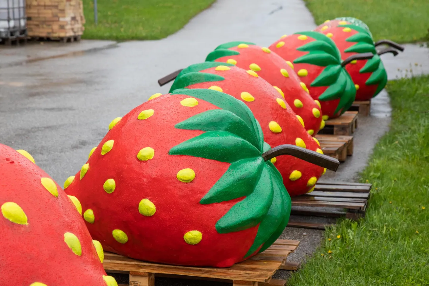 Juba uuel nädalal võib Viljandi sümboliks saanud maasikaid näha taas linnapildis.