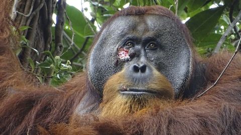 AHVIST ARST ⟩ Teadlased nägid esimest korda orangutani ravimtaimega haava tohterdamas