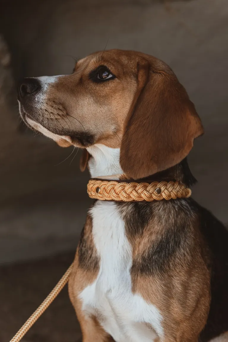 Daisy kaamera ees poseerida ei häbene.