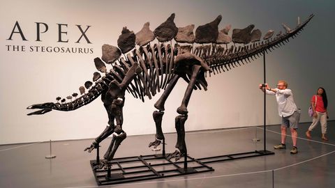VIDEO ⟩ Apex on maailma kalleim oksjonil müüdud dinosaurusefossiil