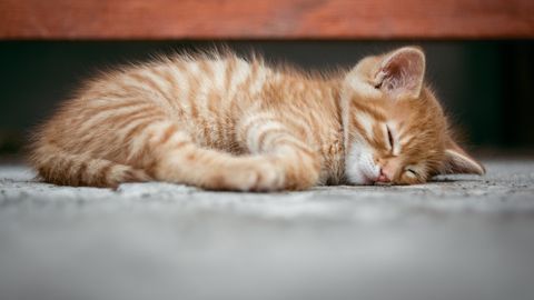 Почему кошка спит с хозяином: что означают ночные позы вашей любимицы?
