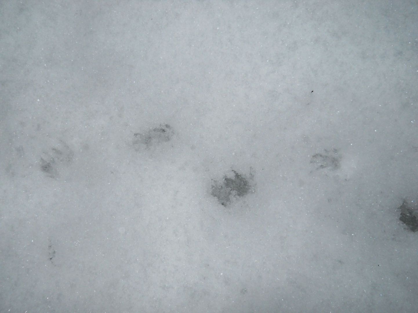 Tartus Veeriku linnajaos patseeris siil. Loomakese jäljed lumel.
