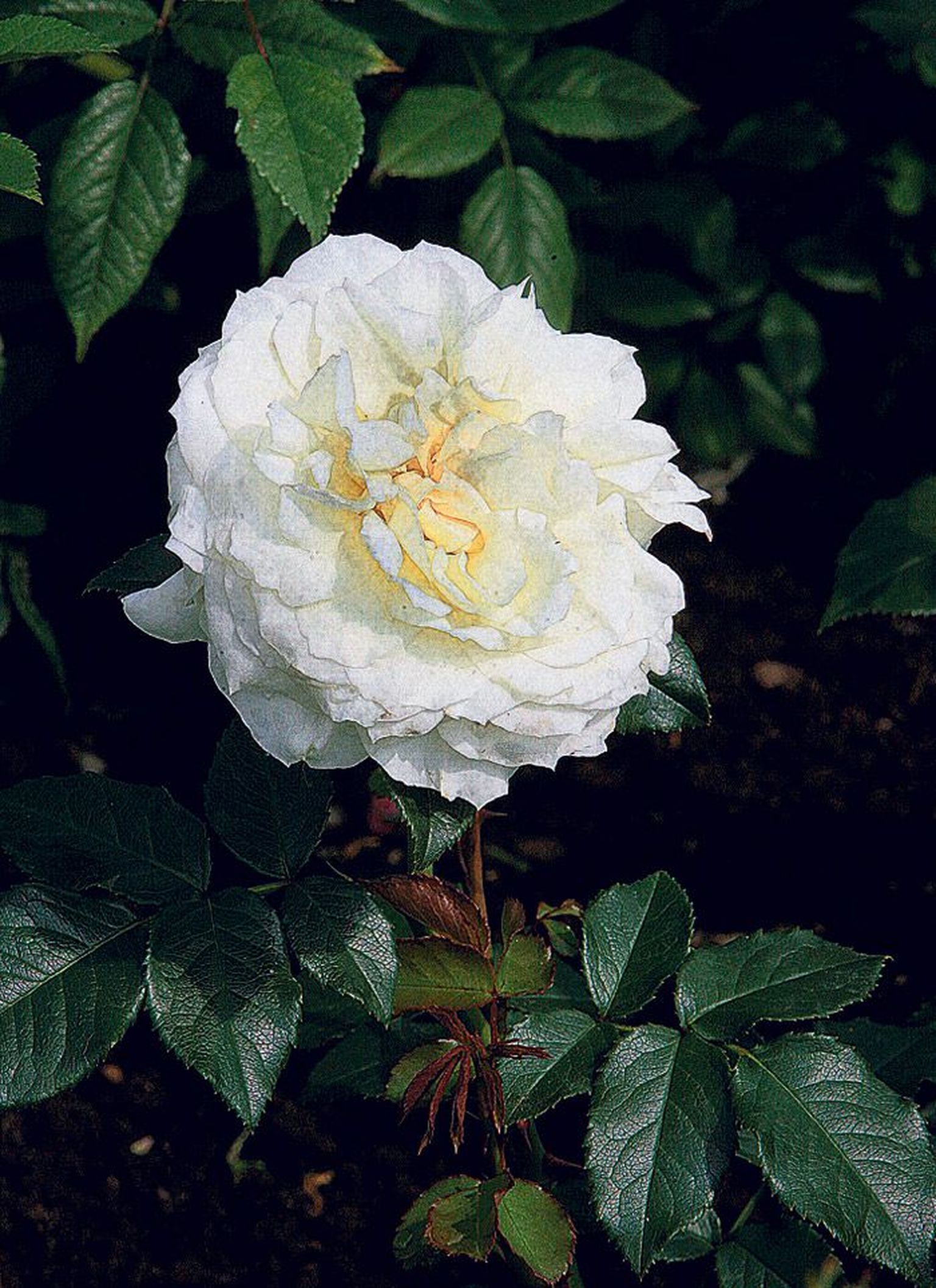RMK Tartu puukooli rosaariumi üks uutest roosidest, põõsasroos «Tchaikovski» on aretatud 2000. aastal Prantsusmaal.