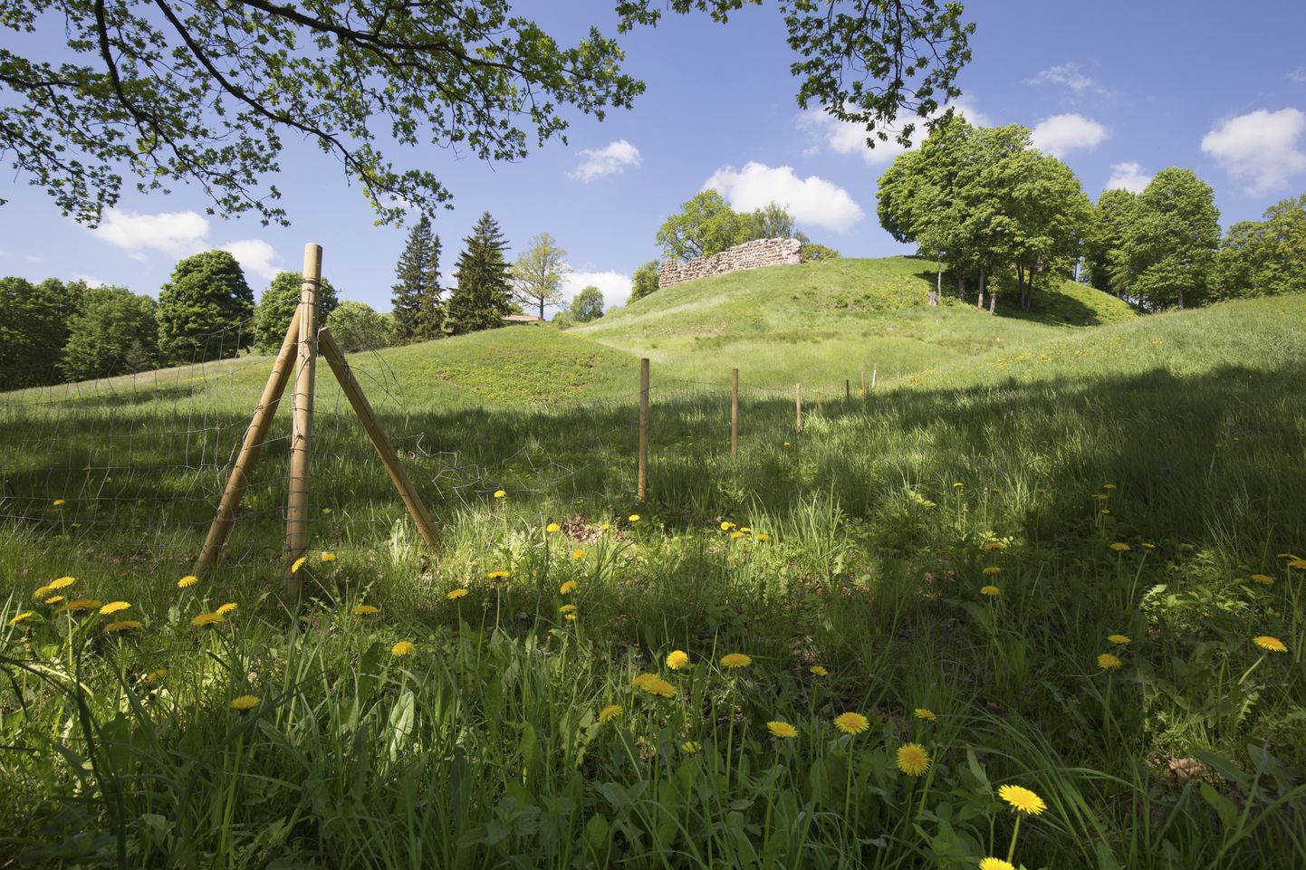 Viljandi lossimägede nõlvale rajatakse nädala lõpuks 200 meetrit uut võrkaeda, et lambad suvel aedikus püsiksid.
