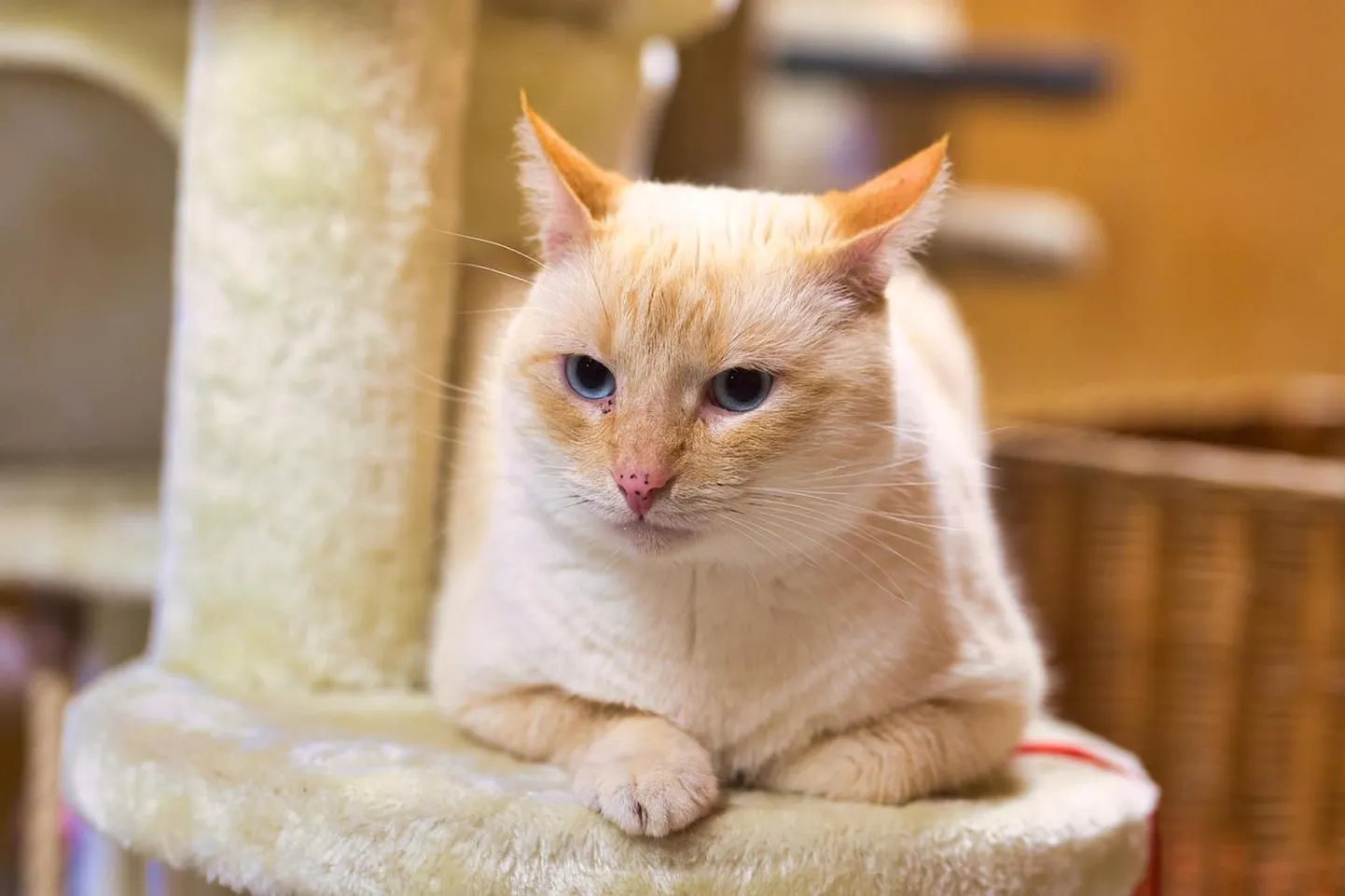 Фото кота, когда он еще находился в приюте.