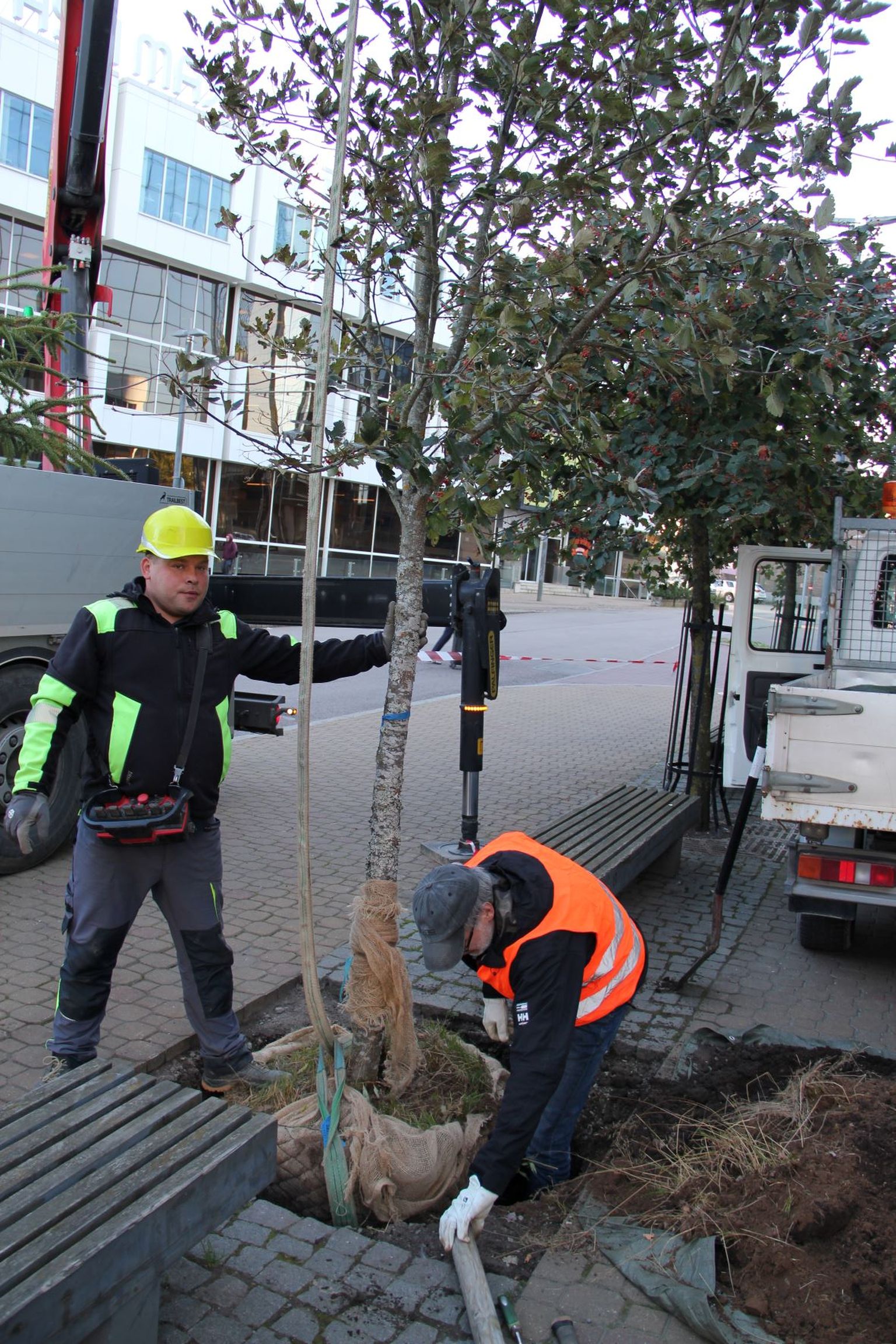 Сегодня посадили в качестве первого дерева народного бюджета по соседству с банком SEB в начале Тартуского шоссе четырёхметровую рябину.