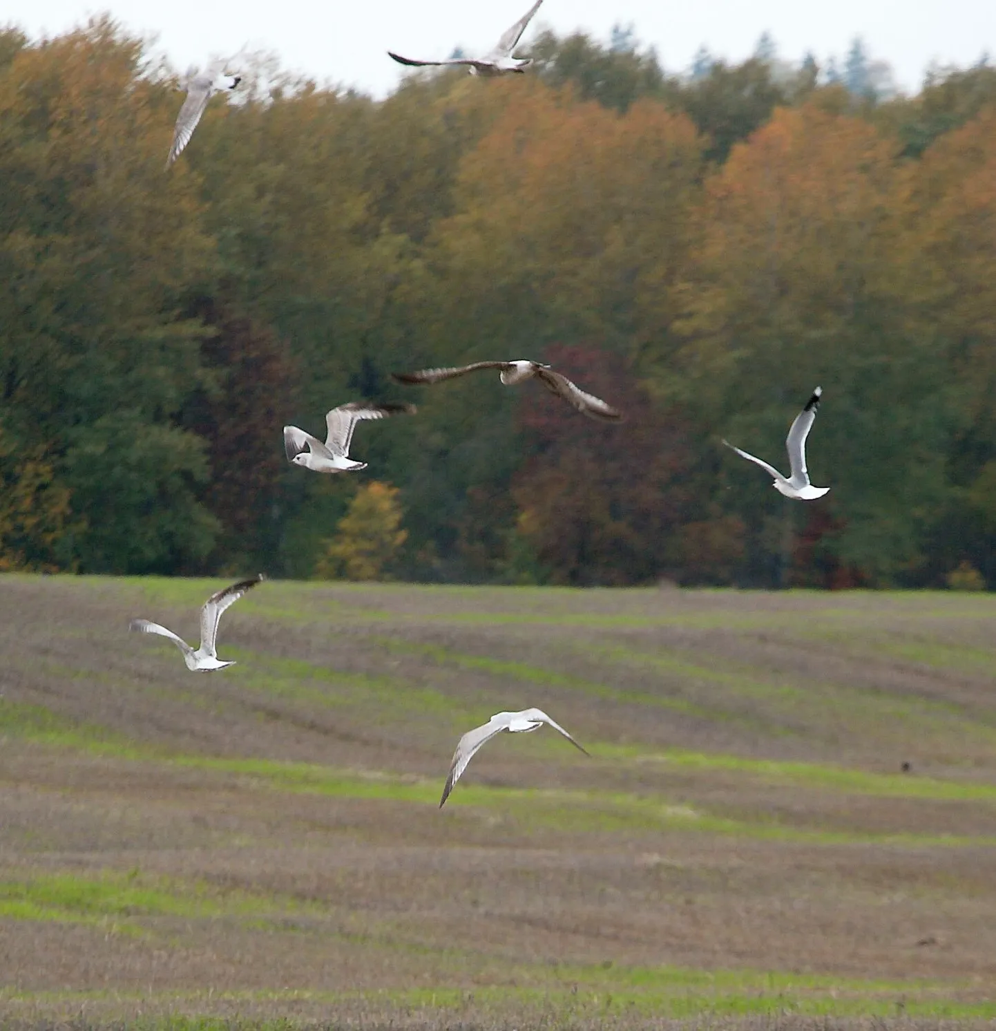 Põllumaa