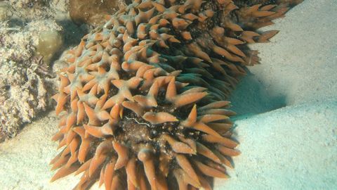 Saage tuttavaks: merikurk ⟩ see tegelane päästaks korallid