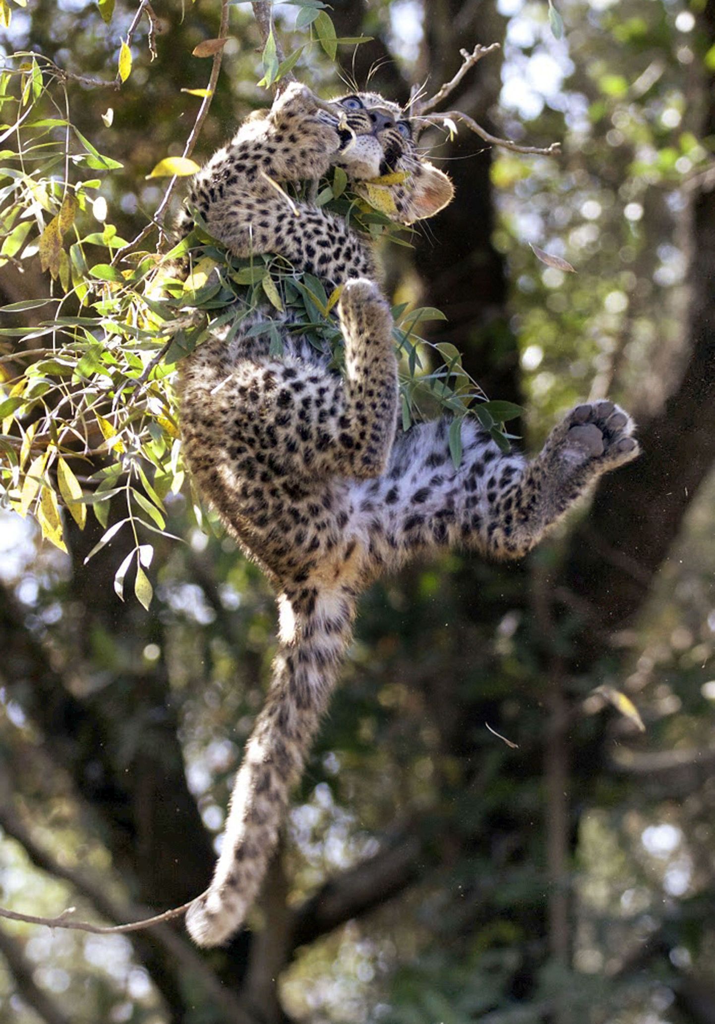Puuoks andis leopardi raskusele järele ning väike loom vajas abikätt.