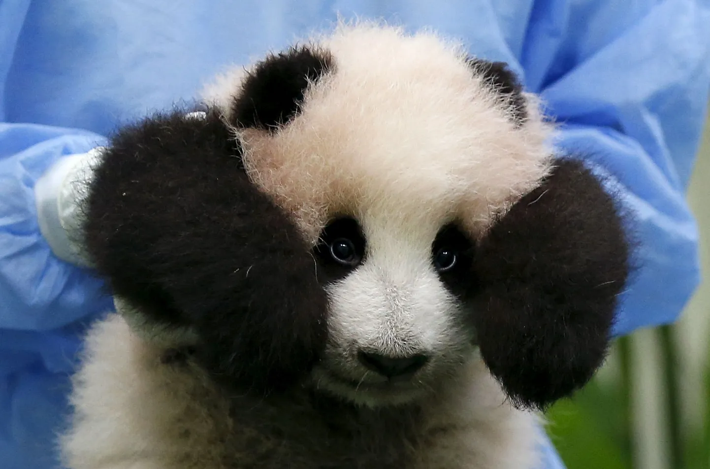 Panda. Pilt on illustratiivne.