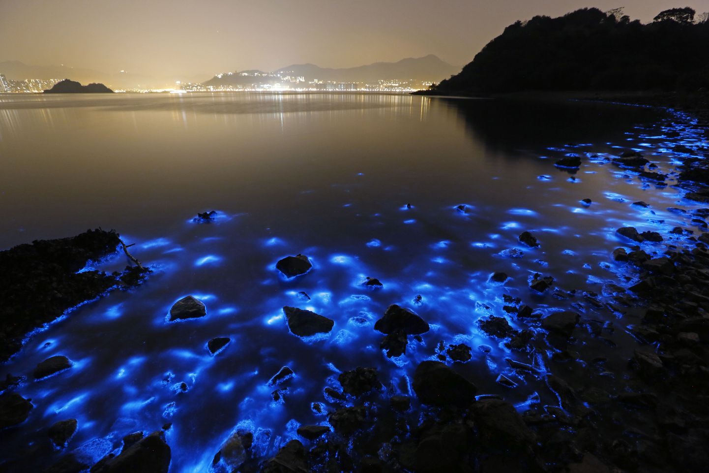 Ookeanivees sinist helendust tekitav Noctiluca scintillans Hong Kongi rannikul. Samalaadsete bakterite levik Tasmaania rannikuvees on teadlaste sõnul selge märk süvenevatest kliimamuutustest.
