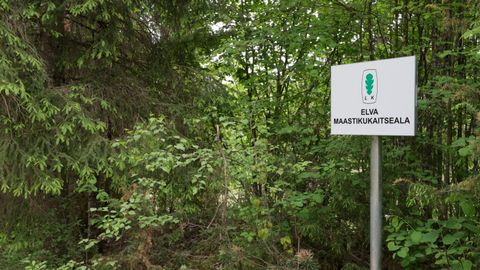 Estonian Authorities Investigate Suspected Waste Dumping Near Protected Orchids