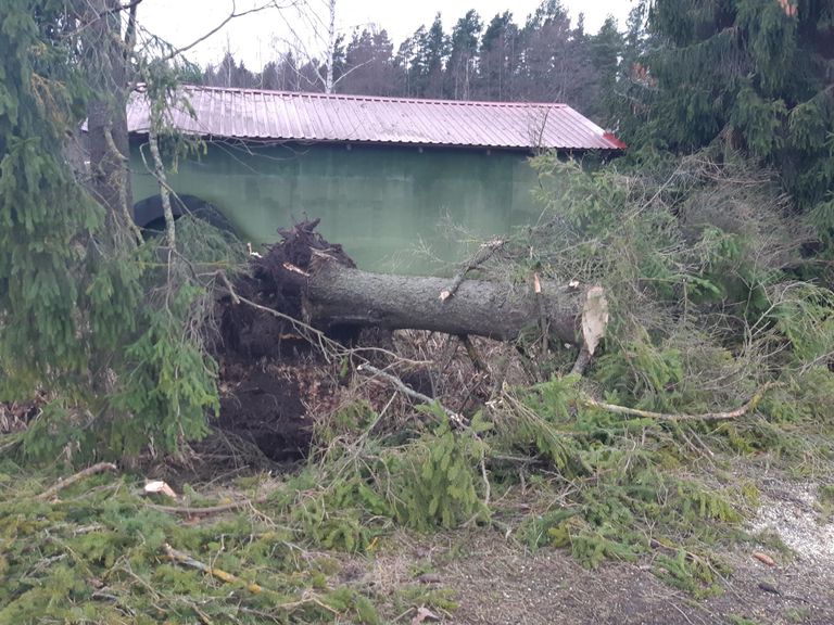 Teele langenud puu Häädemeeste vallas Uulu külas.