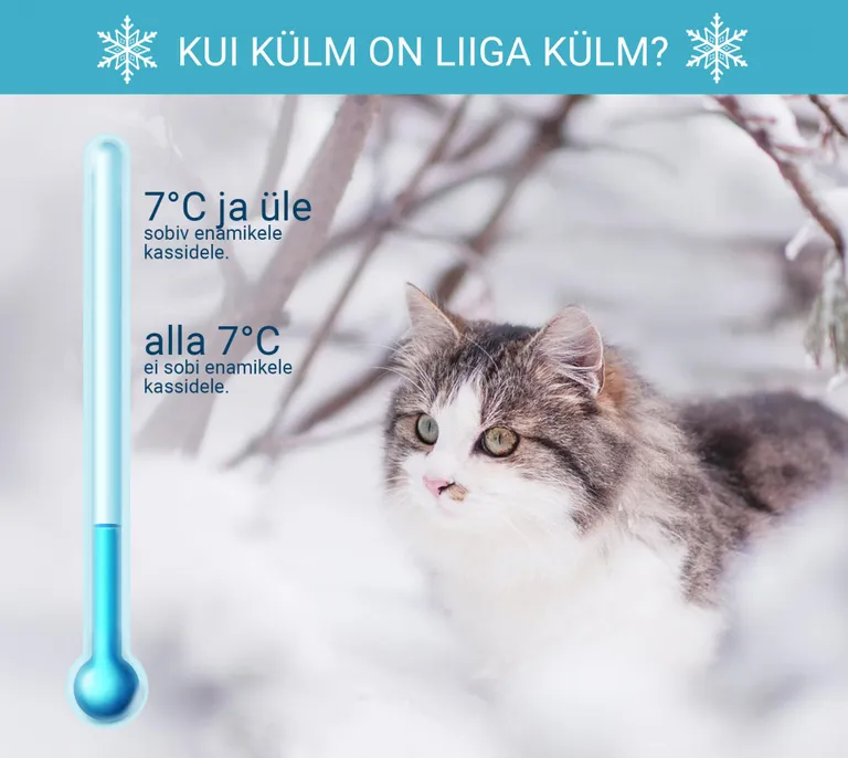 Külma mõju kassidele.