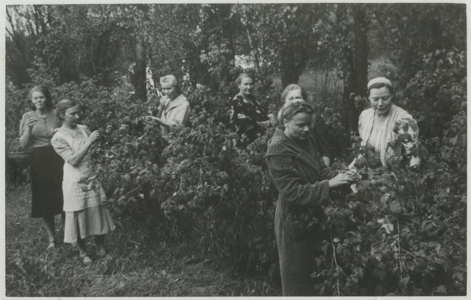 Elva emade puhkekodu elanikud 1939. aasta septembris aias marjadega maiustamas. Paremal puhkekodu juhataja preili Selgis.