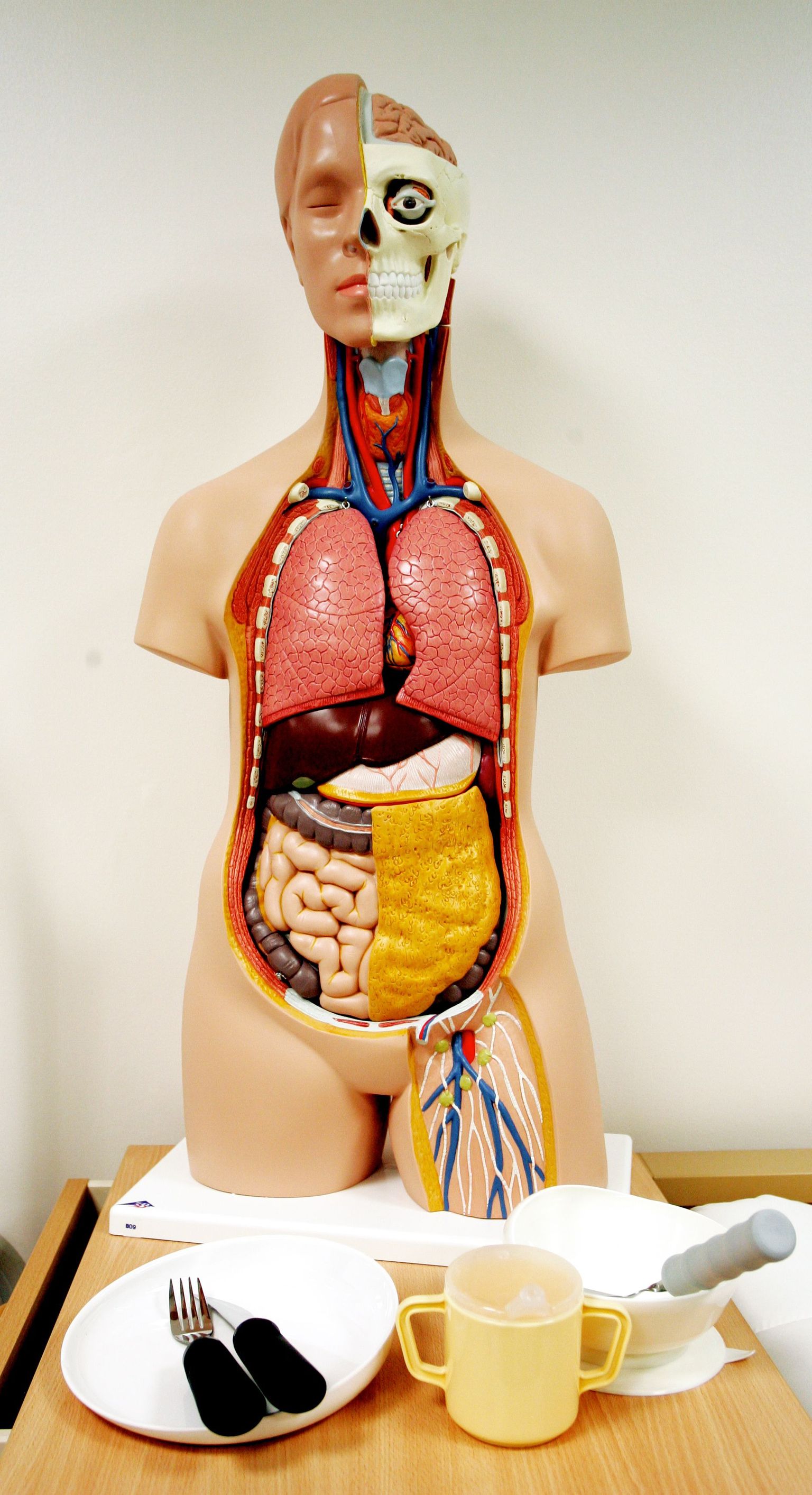 Tulevased tervishoiutöötajad peavad muu hulgas tundma inimeste anatoomiat.