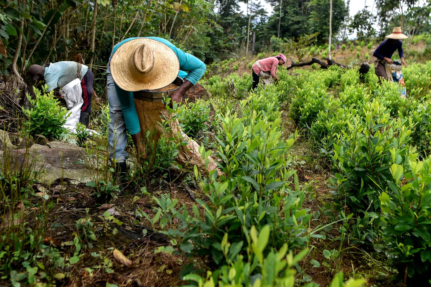 Venezuela migrandid Columbia kokapõllul töötamas.