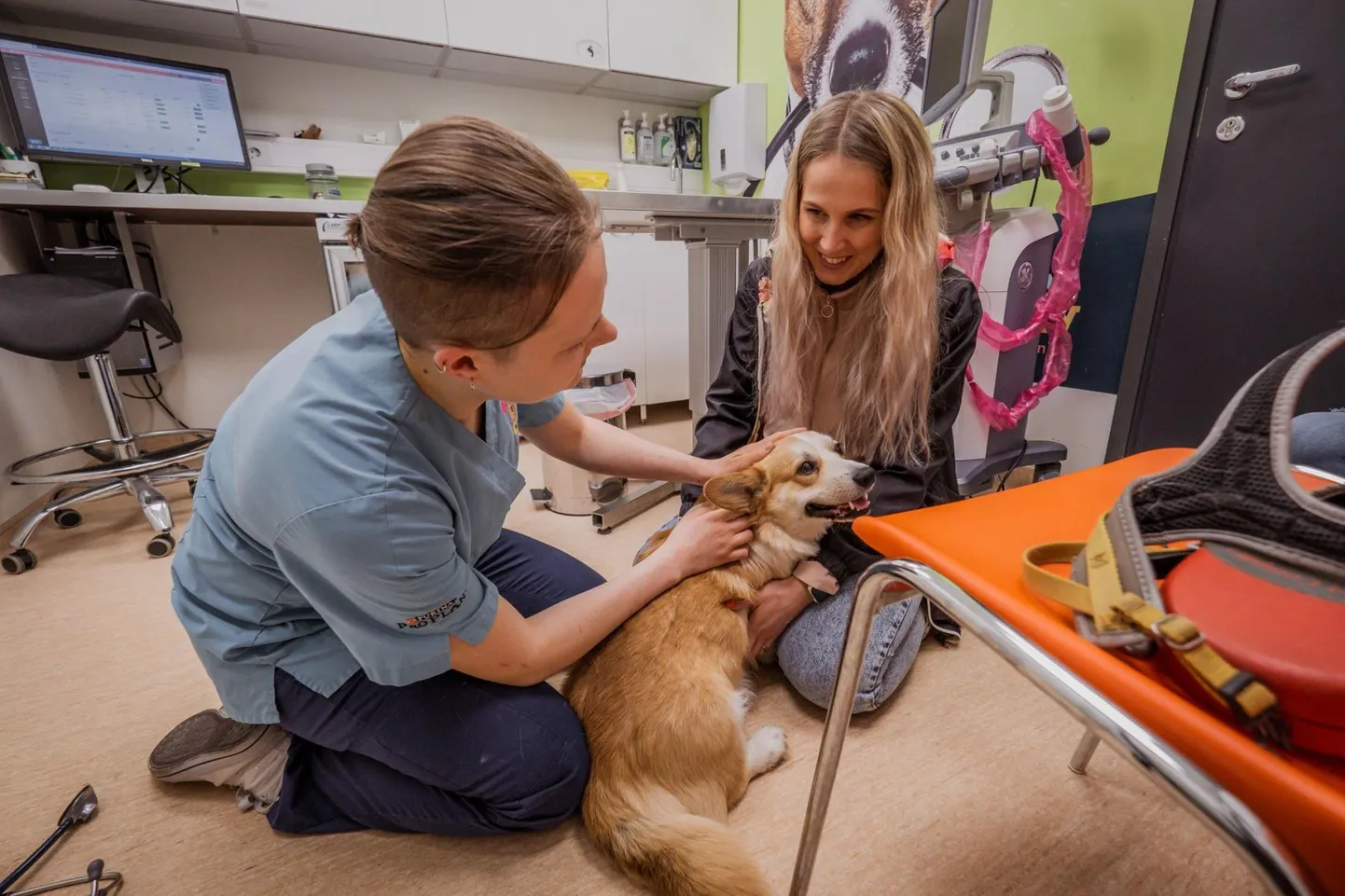 PetCity Pärnu loomakliinikus käisid vaktsineerimas korgid Milli ja Yogi.