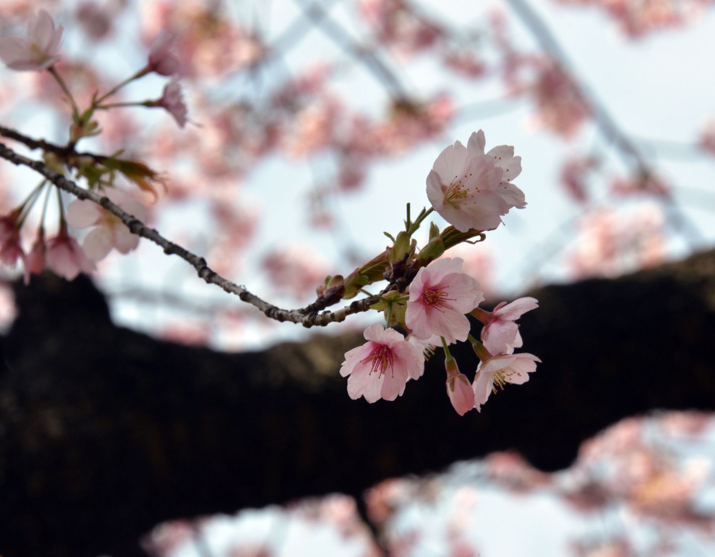Kirsiõied Tokyo pargis.