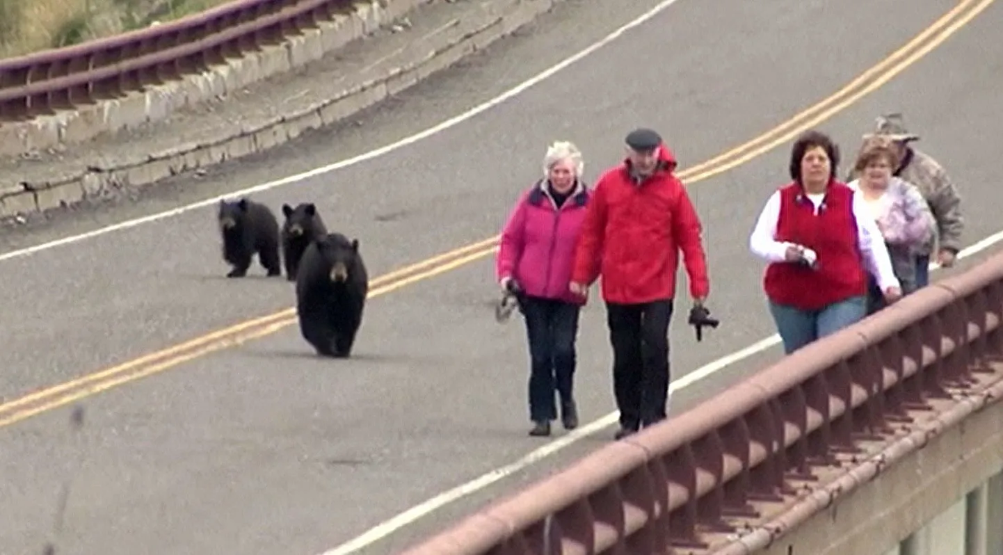USAs Yellowstone´i rahvuspargis ajas mustkarude pere turiste taga
