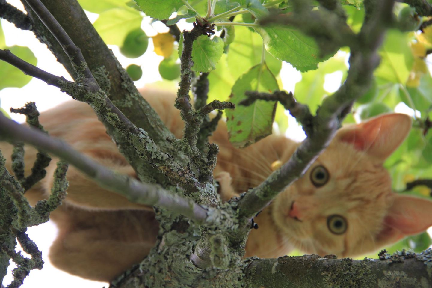 Puu otsa roninud kass. Foto on illustreeriv.