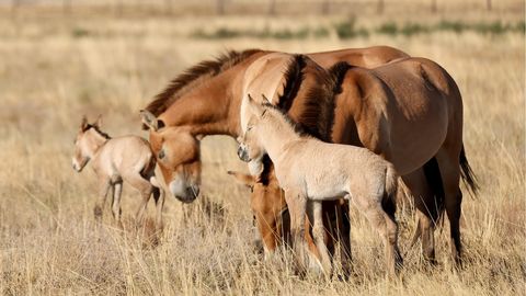 AJALOOLINE SÜNDMUS ⟩ Kasahstanis sündisid esimesed Przewalski hobuse varsad enam kui 200 aasta järel