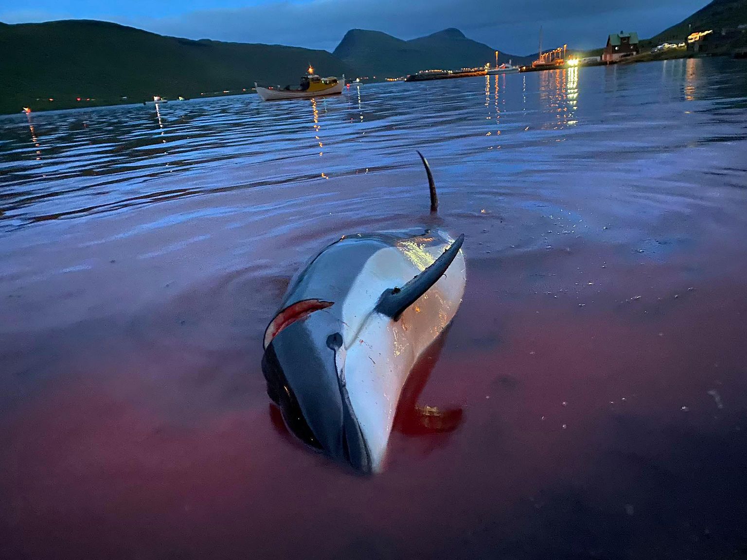 Fēru salās nogalināti gandrīz 1500 delfīnu.