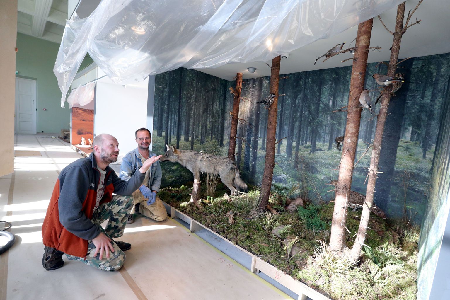 TÜ loodusmuuseumi avamine lükkub sügisesse.
Pildil MTÜ Studio Viridis taksidermistid Val Rajasaar (vasakul) ja Pelle Nugis.