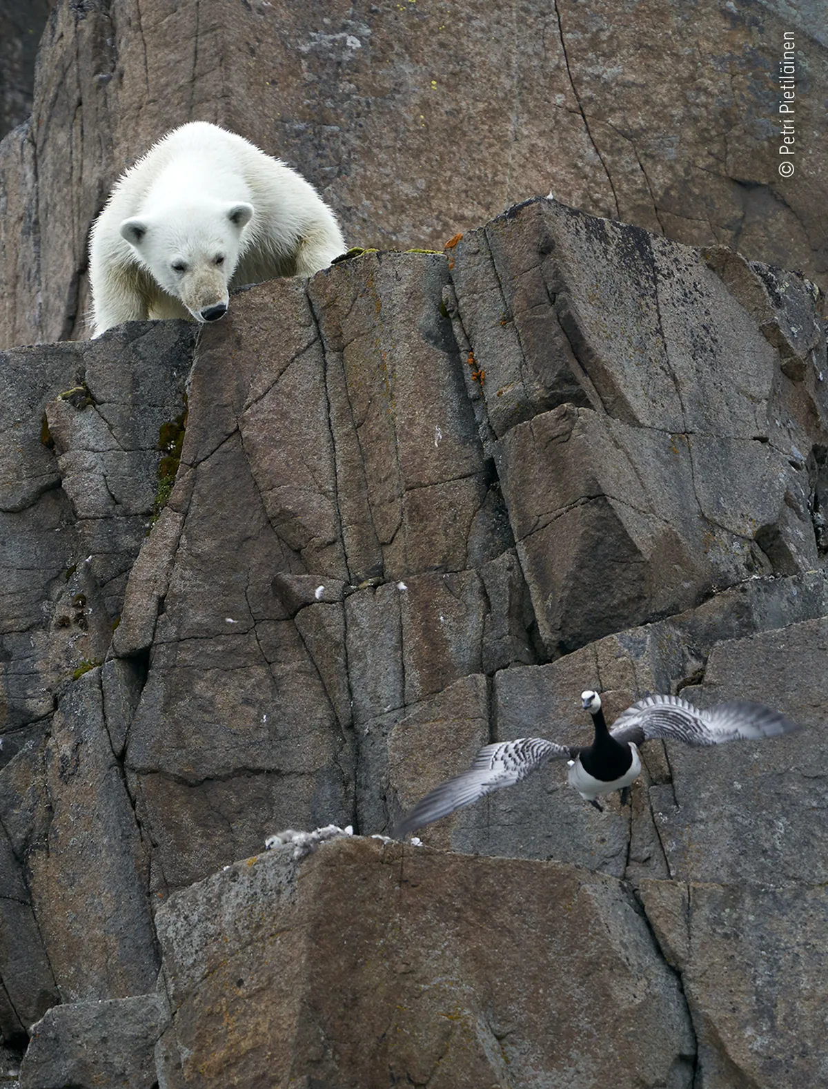 Norvēģijas arhipelāgā Svalbārā leduslācis uzglūn baltvaigu zoss mazuļiem. Izmēģinājis vairākus ceļus pa stāvajām klintīm, lācis tika līdz ligzdai, kur tā ķetnās nonāca aizbēgt nespējīgie putnēni.