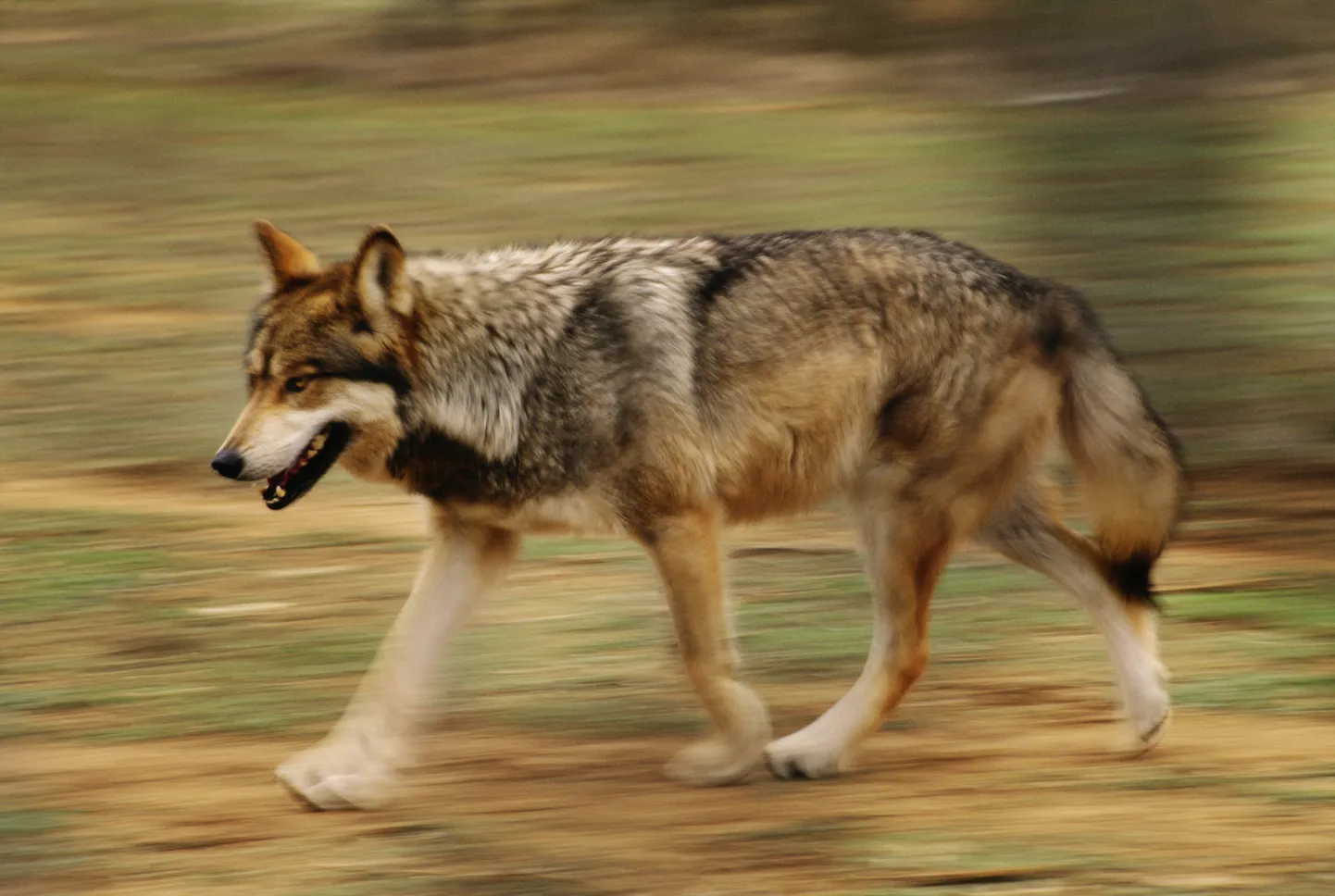 Hunt