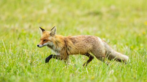 LÕBUS VIDEO ⟩ Rebane mängis Anne kanali rannas hiirega