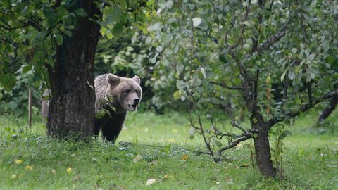 Полиция предупредила жителей Таллинна: по городу бродил медведь