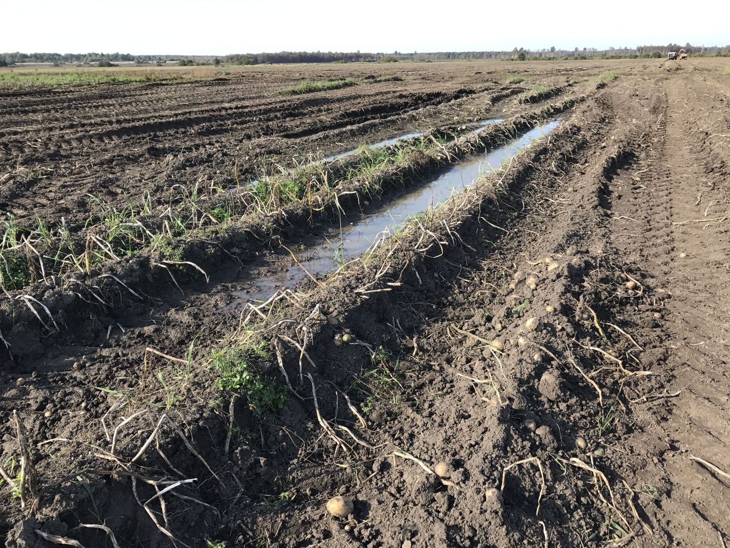Üleujutatud vaovahed kartulipõllul.