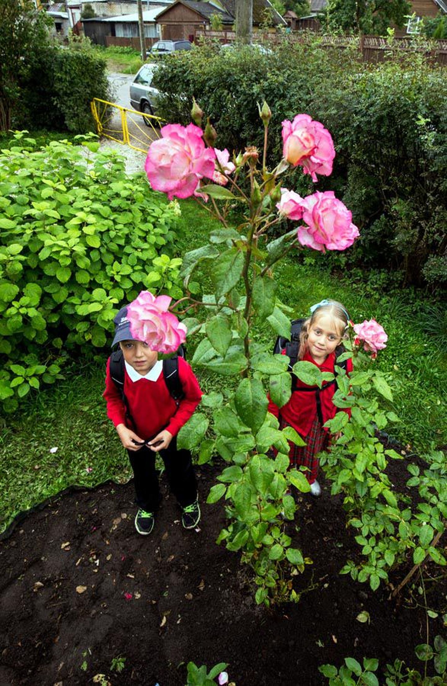 Koduaia kõrget roosi vaatavad Oliver ja Triin Riisenberg. Ema ja isa olid kinkinud selle lille mitu aastat tagasi Oliverile sünnipäevaks. Kaksikõde Triin sai samal korral oma roosi, aga see pole nii pikaks visanud.