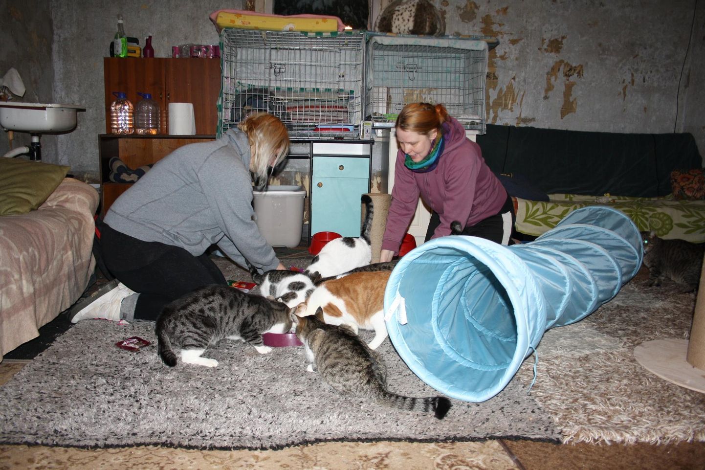 Kassitalu perenaised Merle Torim (vasakul) ja Katrin Loss käivad vaheldumisi kiisusid toitmas, koristamas ja kütmas. Kuigi talus on praegu üle kolmekümne kassi, on mõlema naise kodus teist sama palju nurrumootoreid veel.
