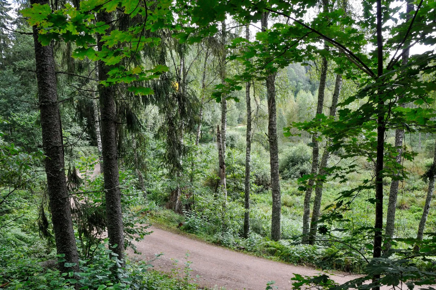 Neerutis kulgevad rajad viivad järvede äärde ja linnamägedele.
 