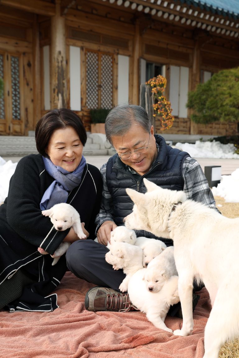 Lõuna-Korea president Moon Jae-in (paremal) ja esileedi Kim Jung-sook koos ühe koeraga, mille nad said Põhja-Korea liidrilt Kim Jong-unilt kingituseks. Pildil on ka kutsikad, kes sündisid pärast emakorea kinkimist