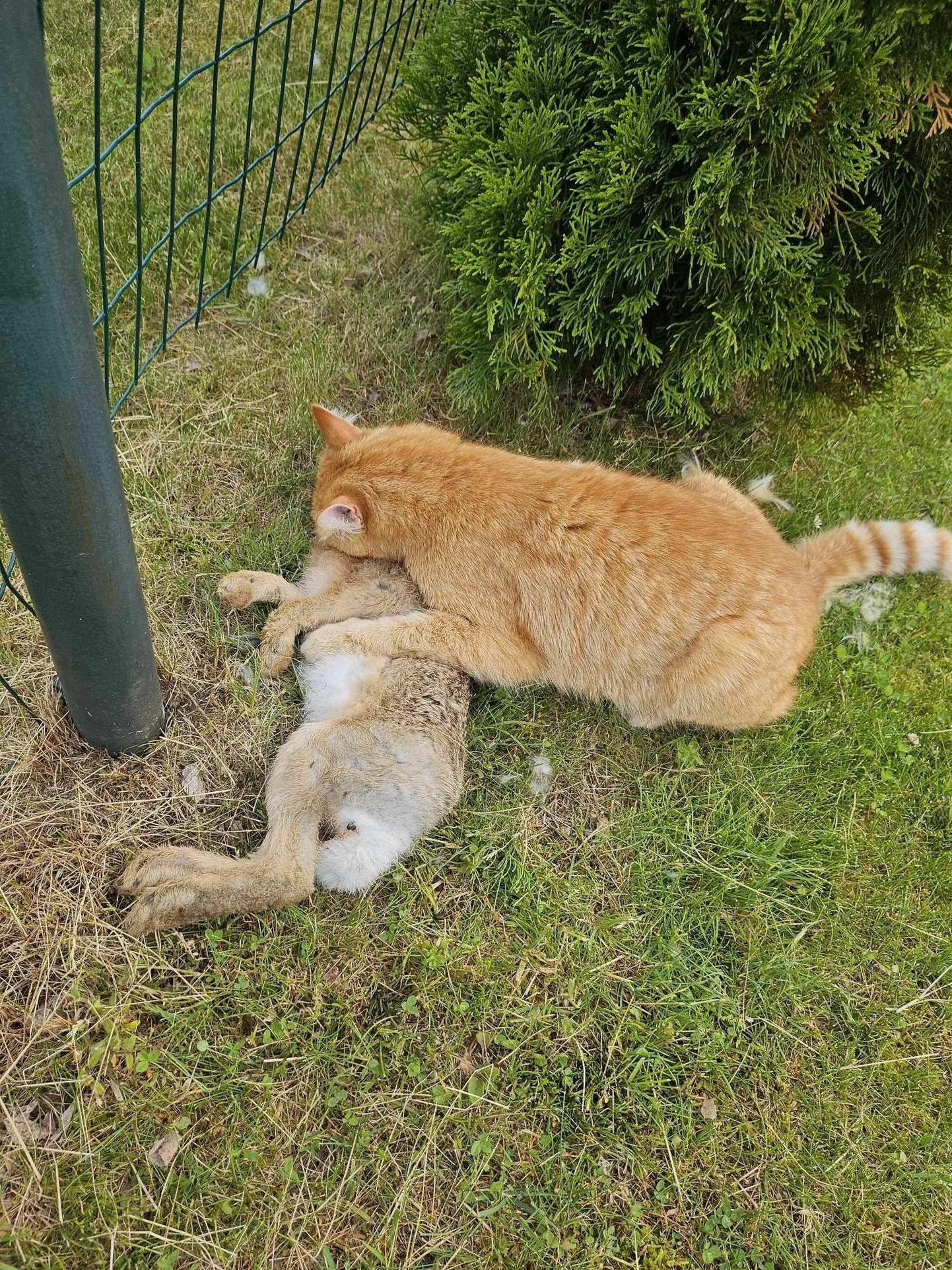 Timmu tuli hiirejahilt tagasi hoopis jänesega.

FOTO: Katrin Pajuri