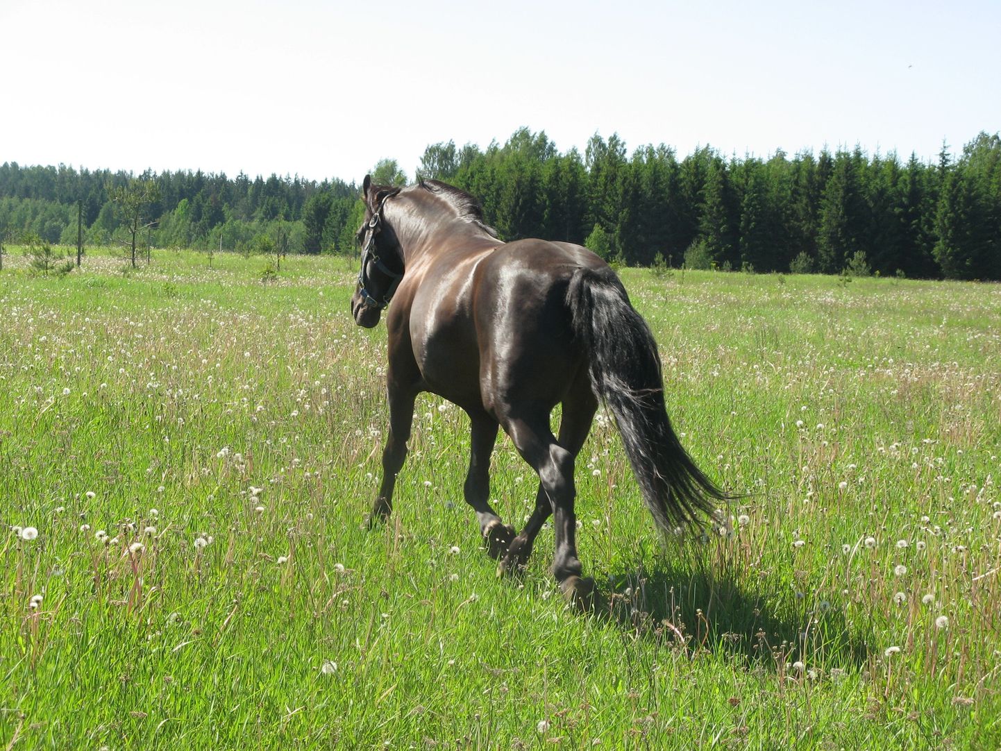 Hobustele on pikk saba vajalik ning see kasvab äralõikamisel tagasi väga aeglaselt