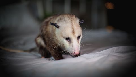 VIDEO ⟩ Koer tõi perenaise voodisse karvase üllatuse