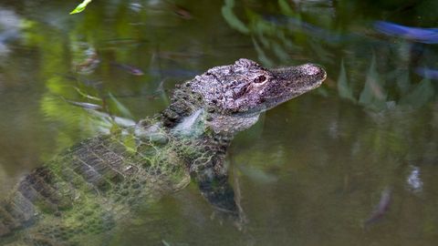 Hiiglaslik alligaator luuras kalastajaid ja jäi videole