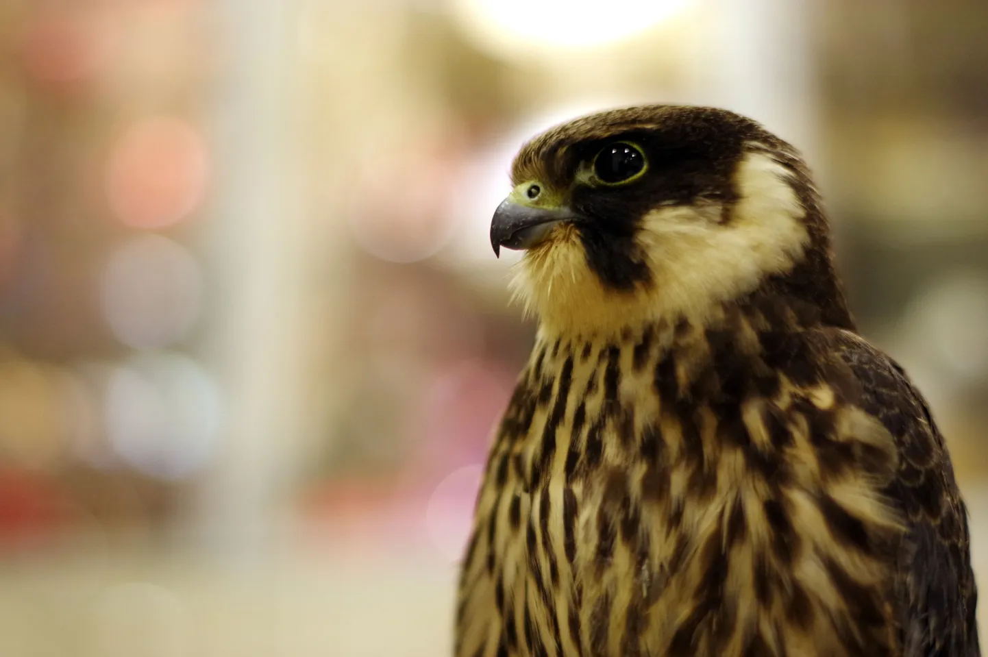 Lõopistrik (Falco subbuteo)