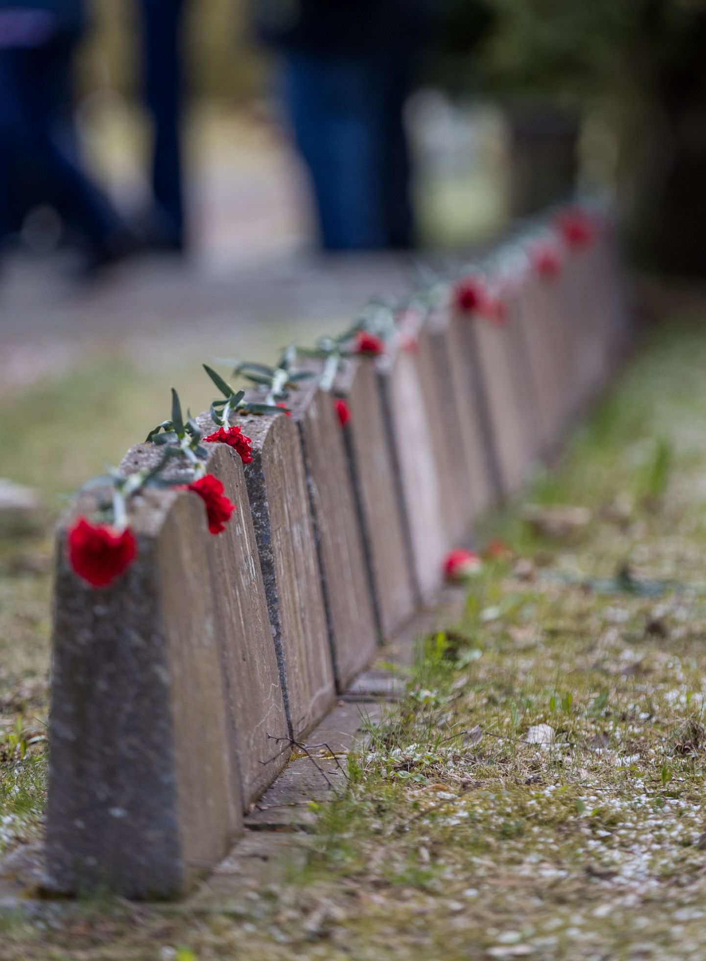 Гвоздики на могилах солдат в День Победы.
