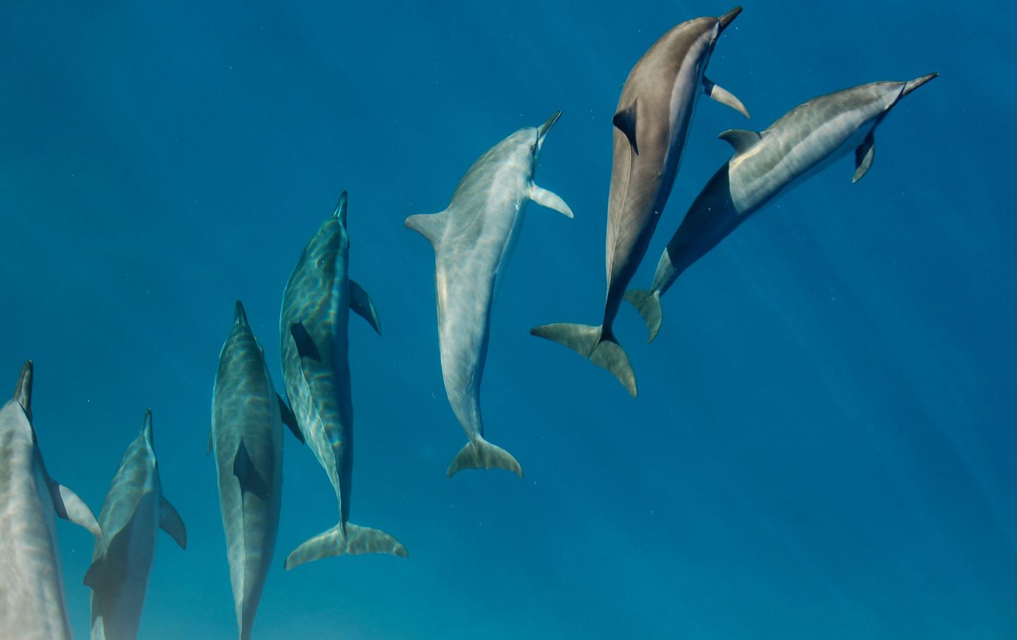 Delfīni