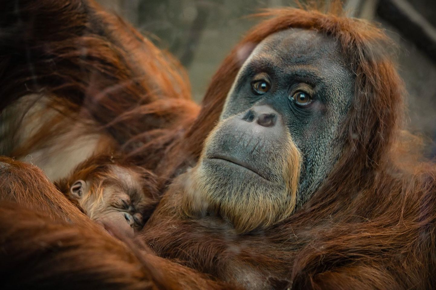 Kriitiliselt ohustatud Sumatra orangutan. Eluslooduse pakutavad teenused, näiteks süsiniku sidumise, saab kaasata ökoloogilise jalajälje valemisse, ent väljasurevad liigid on taastumatu loodusvara ja need jäävad valemist välja.