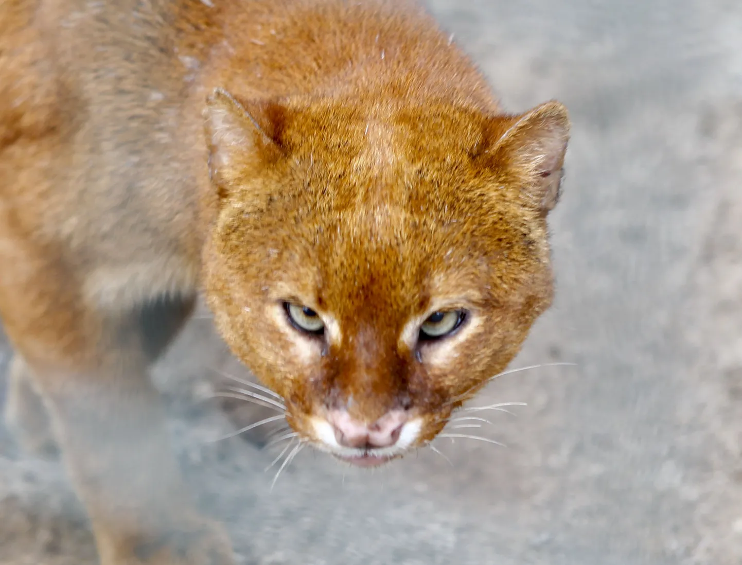 Jaguarundi Frank