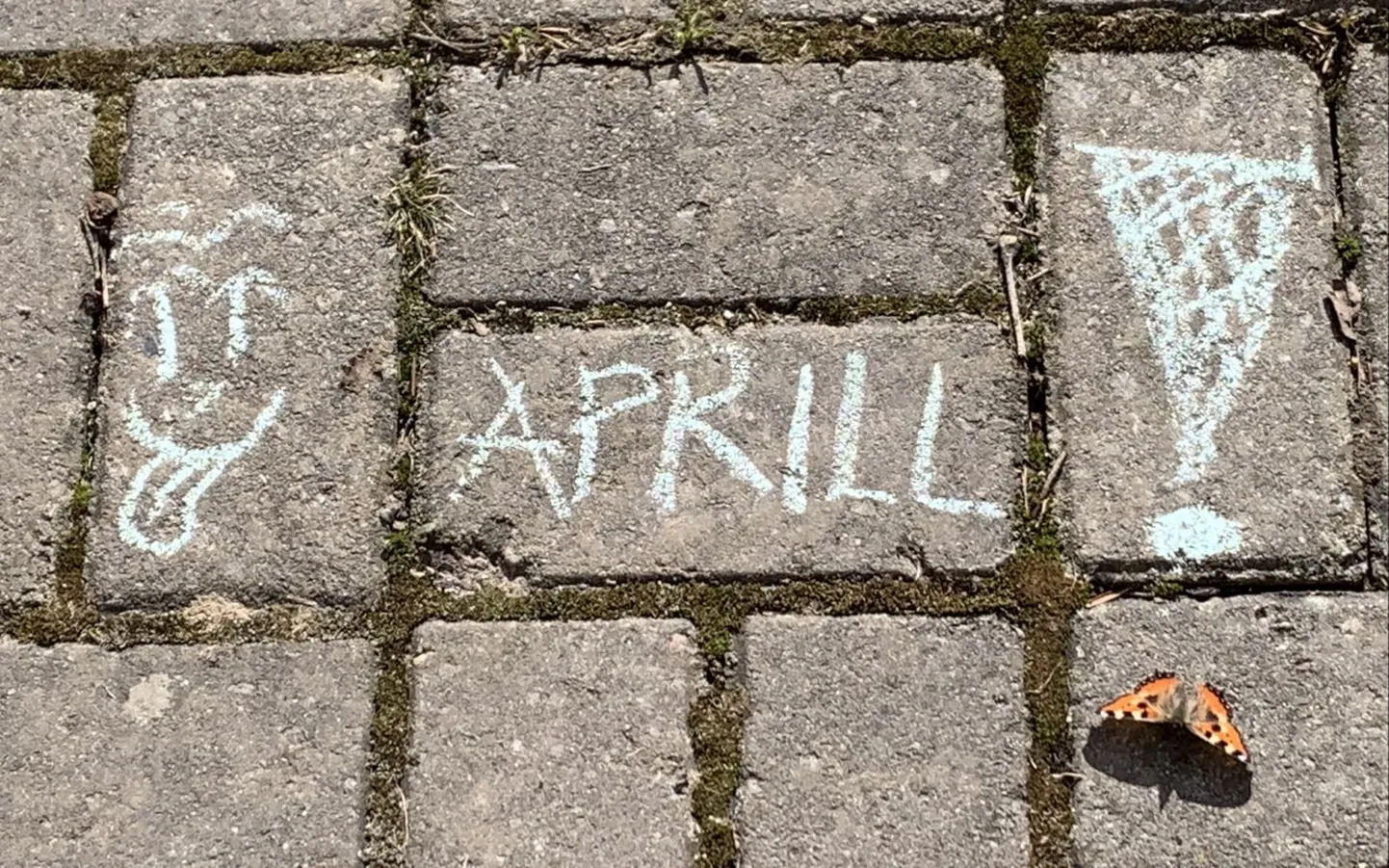 Koerliblkas. Esimesel aprillil oli palju liblikaid lennus